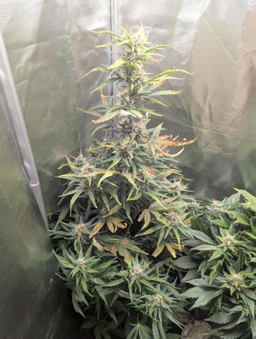Winter25 - Cookies. Week 8