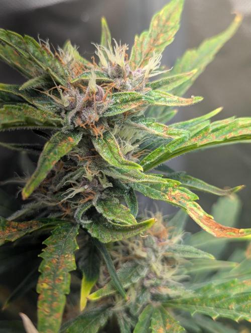 Winter25 - Cookies. Week 8