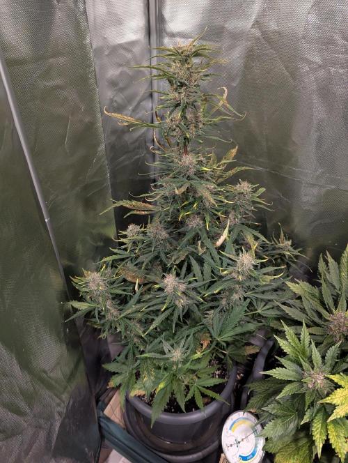 Winter25 - Cookies. Week 9