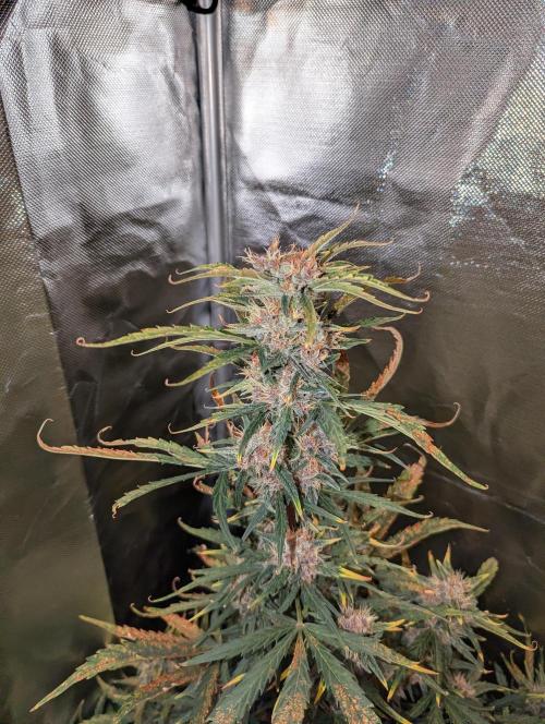 Winter25 - Cookies. Week 9