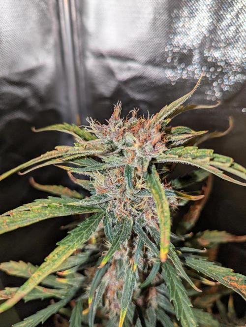 Winter25 - Cookies. Week 9