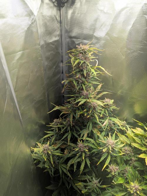 Winter25 - Cookies. Week 10
