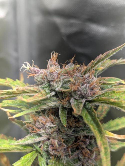 Winter25 - Cookies. Week 10
