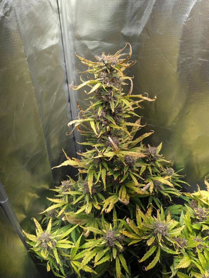 Winter25 - Cookies. Week 11