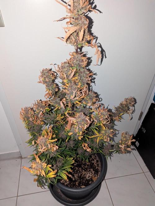 Winter25 - Cookies. Week 13