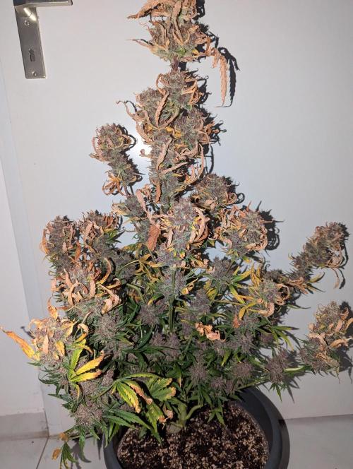 Winter25 - Cookies. Week 13