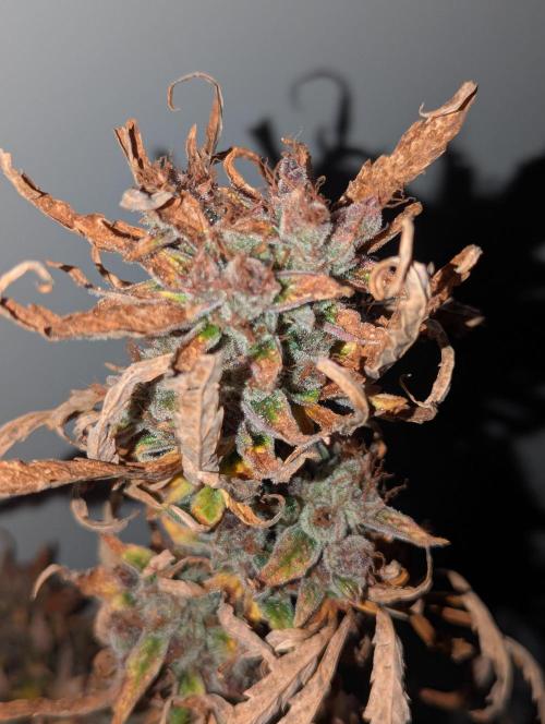 Winter25 - Cookies. Week 13