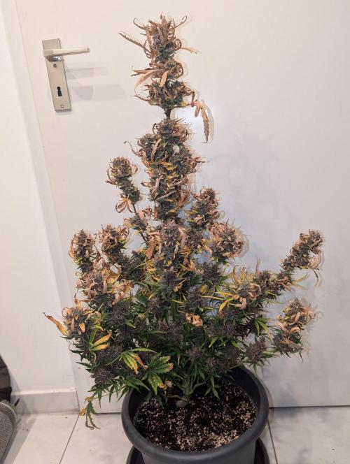 Winter25 - Cookies. Week 13