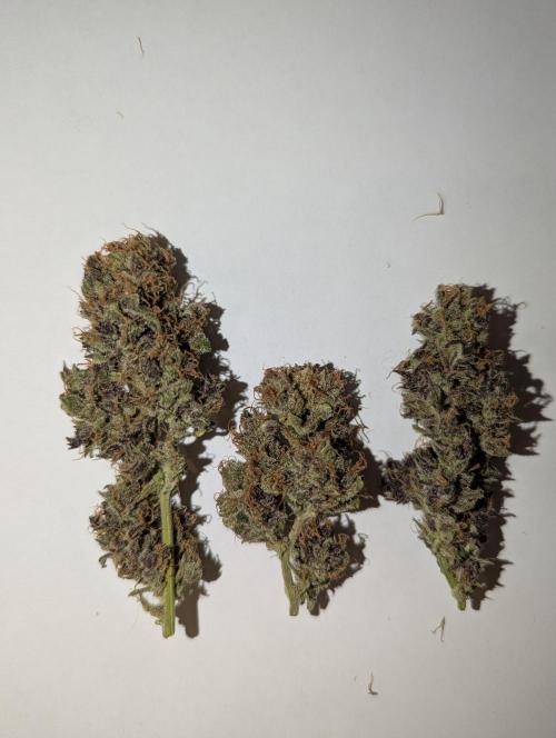 Winter25 - Cookies. Week 14