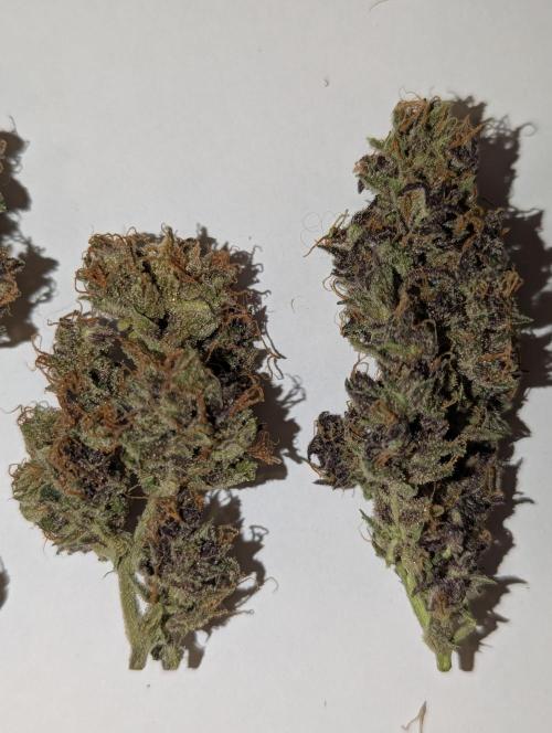 Winter25 - Cookies. Week 14