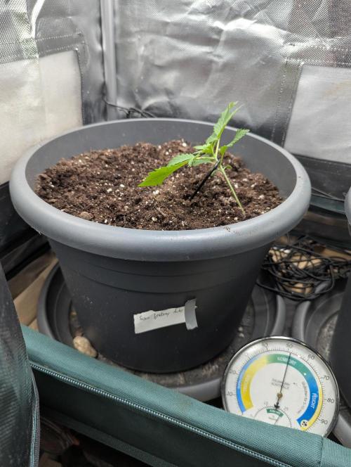 Spring26 - Sour Jealousy. Week 3