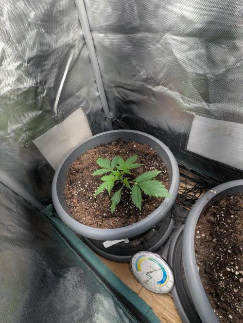 Spring26 - Sour Jealousy. Week 3