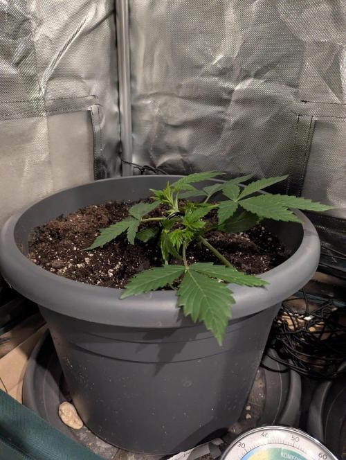 Spring26 - Sour Jealousy. Week 3