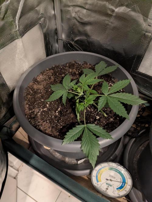 Spring26 - Sour Jealousy. Week 3