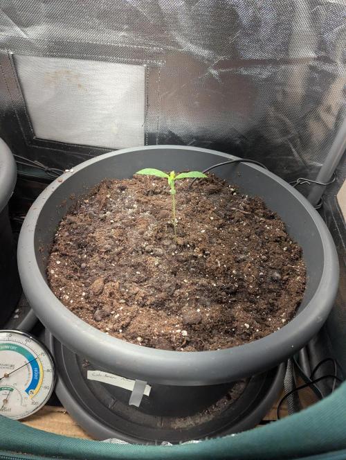Spring26 - California Snow. Week 2