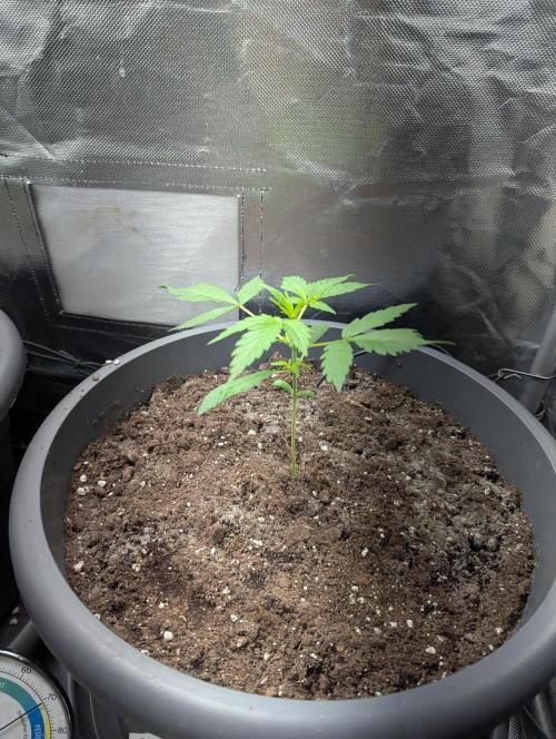 Californian Snow Auto. Week 3