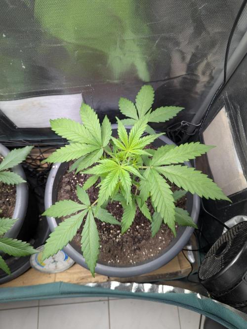 Californian Snow Auto. Week 4