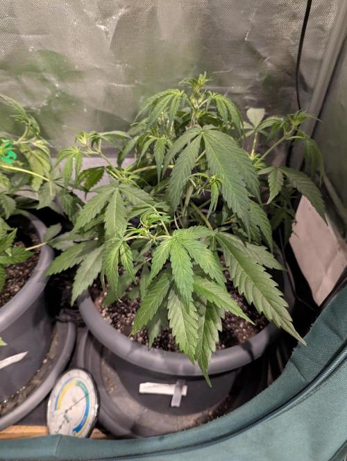 Californian Snow Auto. Week 4
