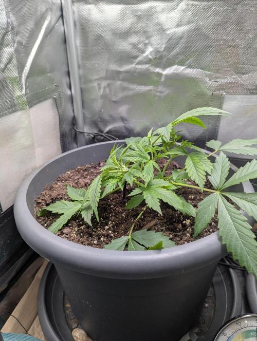 Spring26 - Sour Jealousy. Week 4