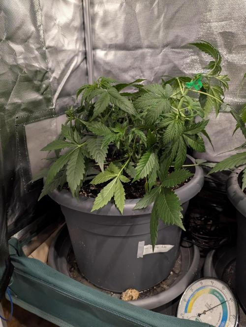 Spring26 - Sour Jealousy. Week 5 - D32