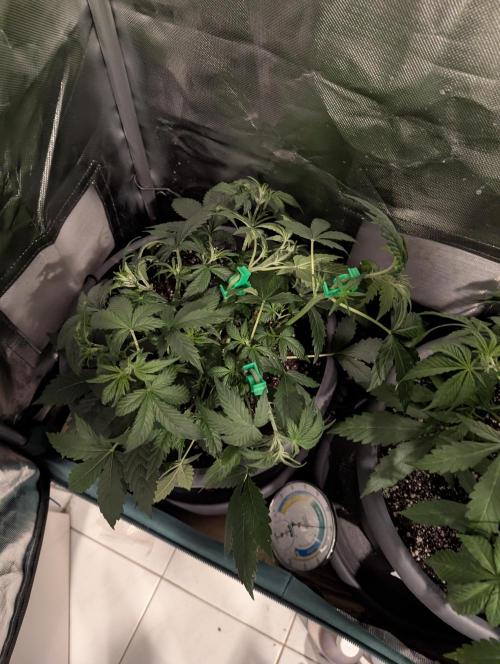Spring26 - Sour Jealousy. Week 5 - D32