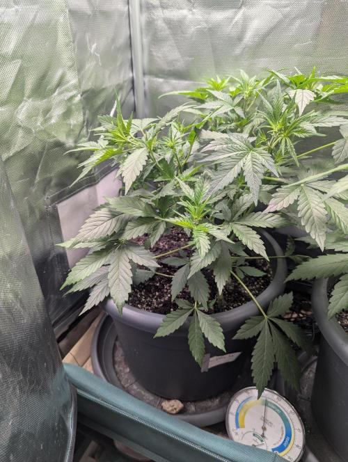 Spring26 - Sour Jealousy. Week 5 - D35