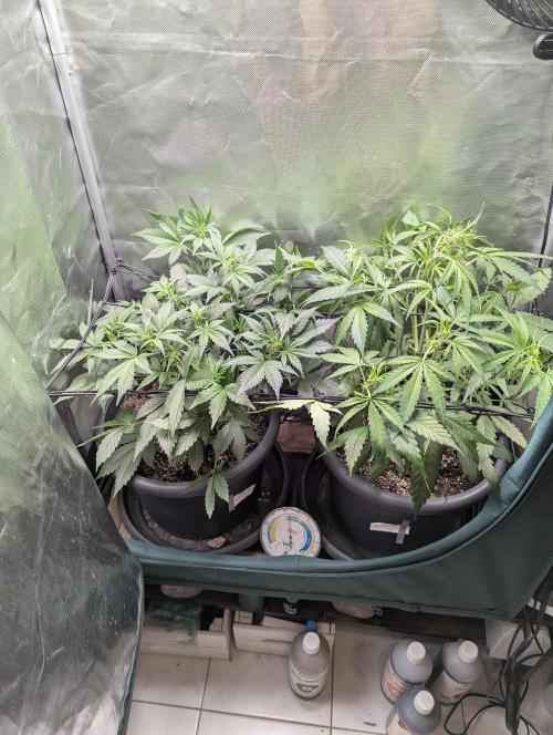 Spring26 - Sour Jealousy. Week 5 - D36