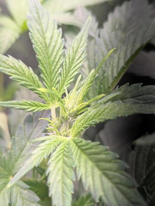 Californian Snow Auto. Week 5