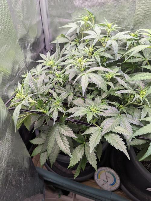 Spring26 - Sour Jealousy. Week 6
