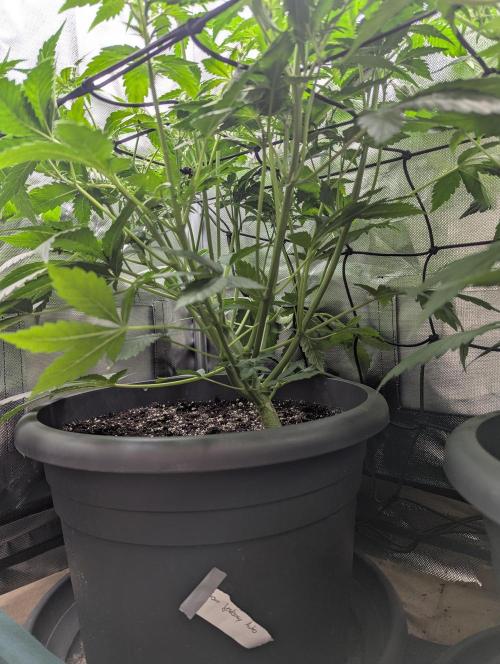 Spring26 - Sour Jealousy. Week 6