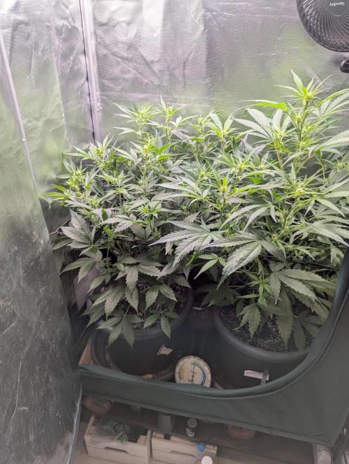 Spring26 - Sour Jealousy. Week 6