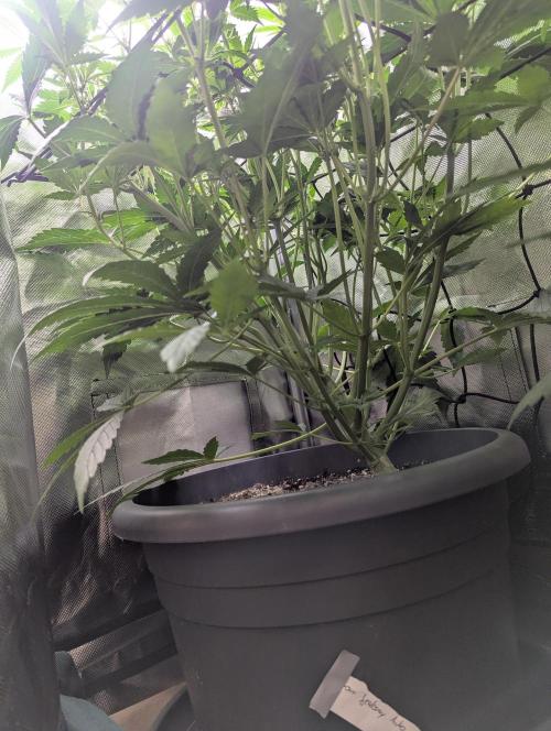 Spring26 - Sour Jealousy. Week 6