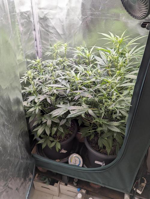 Spring26 - Sour Jealousy. Week 6