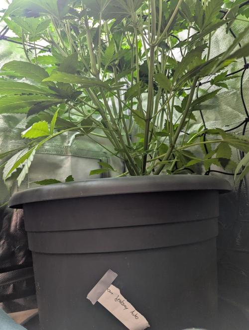 Spring26 - Sour Jealousy. Week 6