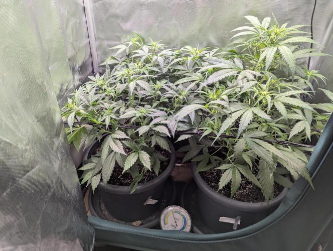 Spring26 - California Snow. Week 6