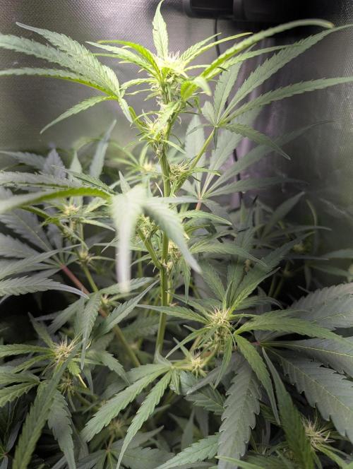 Californian Snow Auto. Week 6