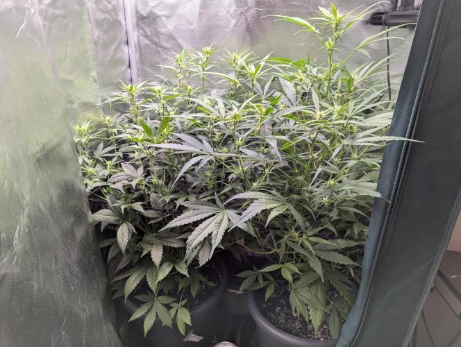 Spring26 - Sour Jealousy. Week 7