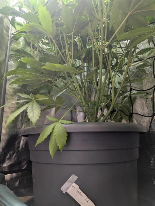 Spring26 - Sour Jealousy. Week 7