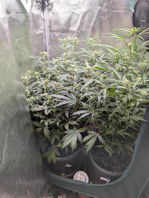 Spring26 - Sour Jealousy. Week 7