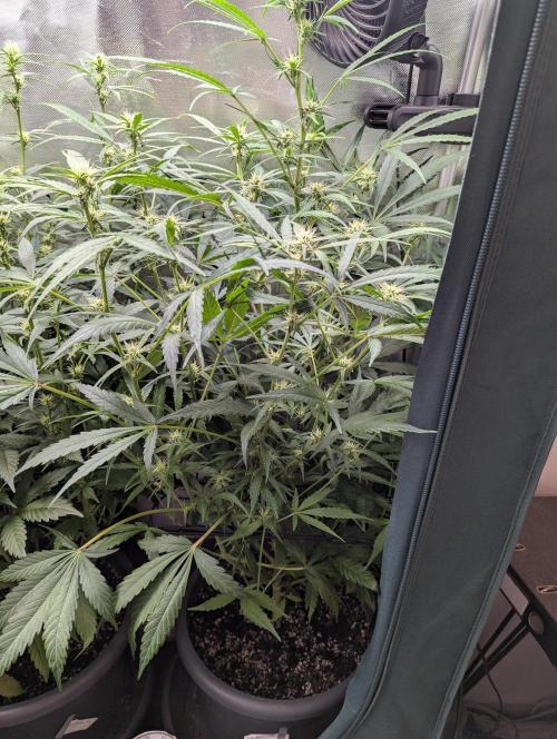 Spring26 - California Snow. Week 7