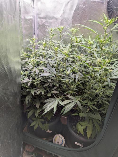 Spring26 - California Snow. Week 7