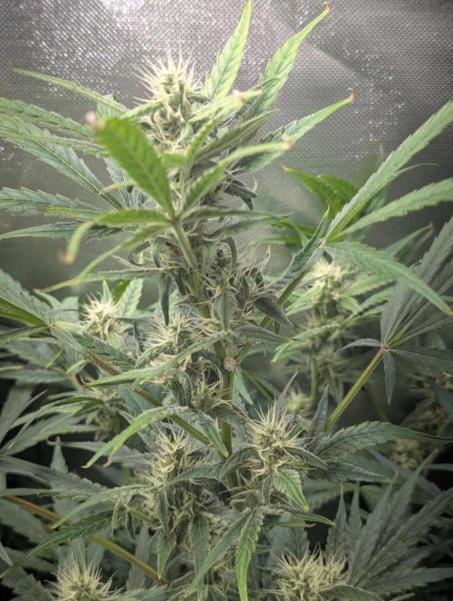 Spring26 - California Snow. Week 8