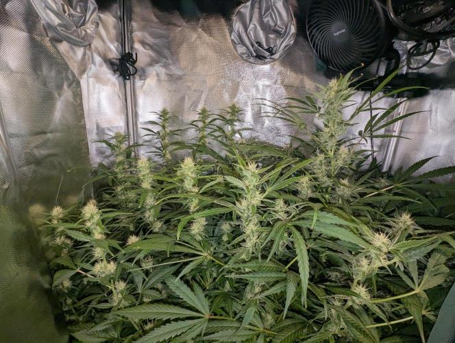 Californian Snow Auto. Week 8
