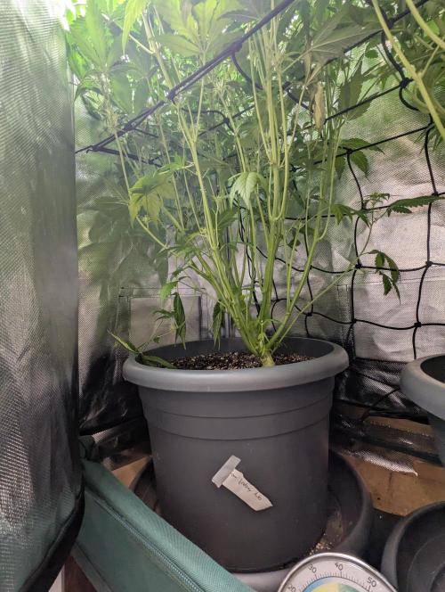 Spring26 - Sour Jealousy. Week 8