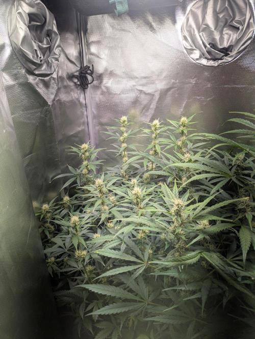 Spring26 - Sour Jealousy. Week 8