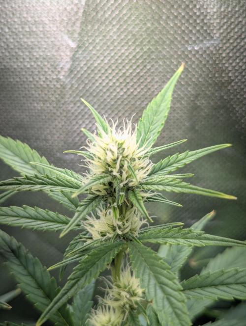 Spring26 - Sour Jealousy. Week 8