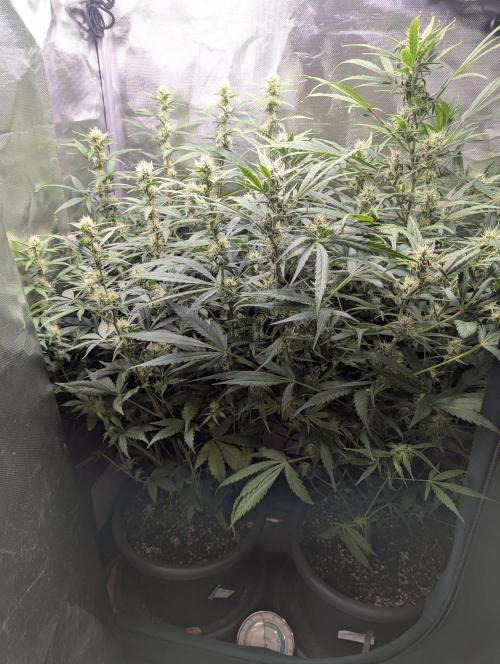 Spring26 - Sour Jealousy. Week 8