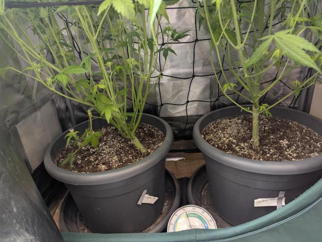Spring26 - Sour Jealousy. Week 8