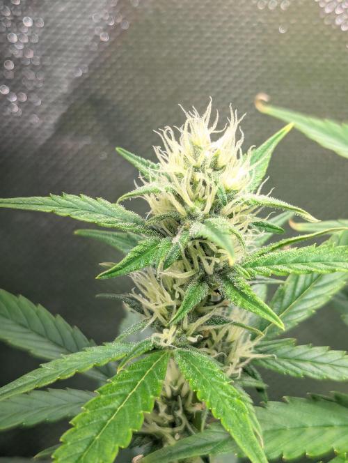 Spring26 - Sour Jealousy. Week 8