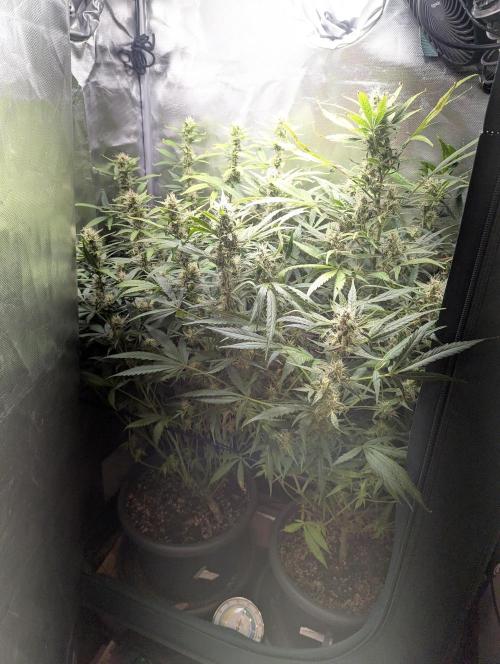 Spring26 - California Snow. Week 9